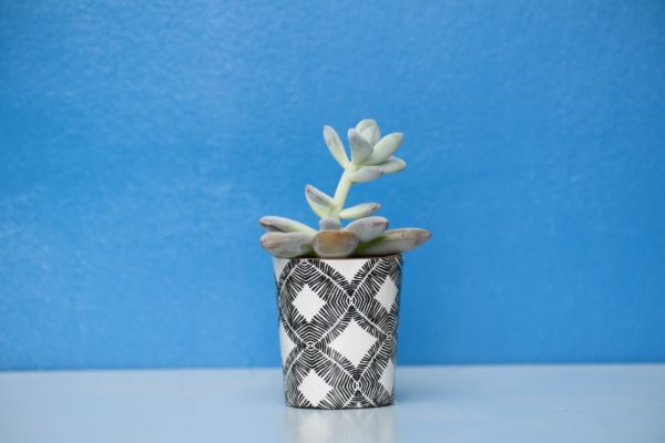 Tiny succulent in a black and white plant pot in front of a blue background
